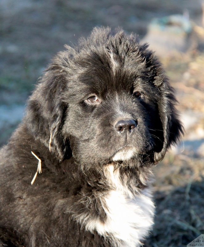 Фото: ньюфаундленд Akvian Song Ledi In Blyek (Аквиан Сонг Леди Ин Блэк)