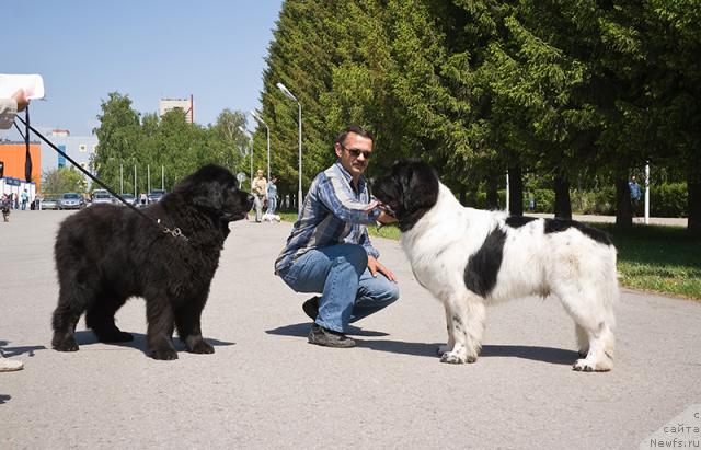 Фото: ньюфаундленд Lesnaya Skazka Ruslana (Лесная Сказка Руслана), ньюфаундленд Super Bizon Baton (Супер Бизон Батон)