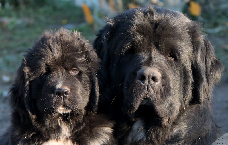 Фото: ньюфаундленд Akvian Song Ledi In Blyek (Аквиан Сонг Леди Ин Блэк), ньюфаундленд Ikona Stilya (Икона Стиля)