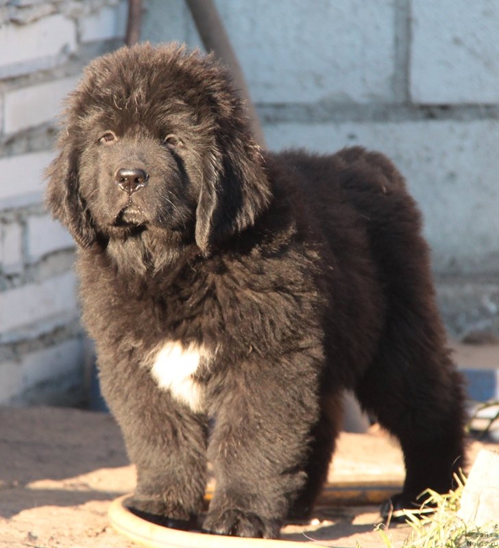 Фото: ньюфаундленд Akvian Song Lars Berger (Аквиан Сонг Ларс Бергер)