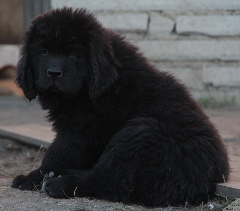 Фото: ньюфаундленд Akvian Song Lars Berger (Аквиан Сонг Ларс Бергер)