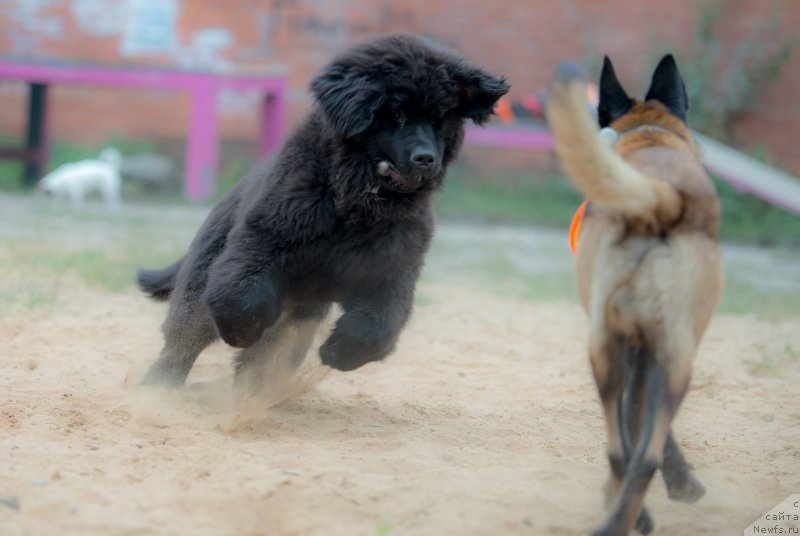 Фото: ньюфаундленд Smigar Liverpulsiy Chetvertak (Смигар Ливерпульский Четвертак)