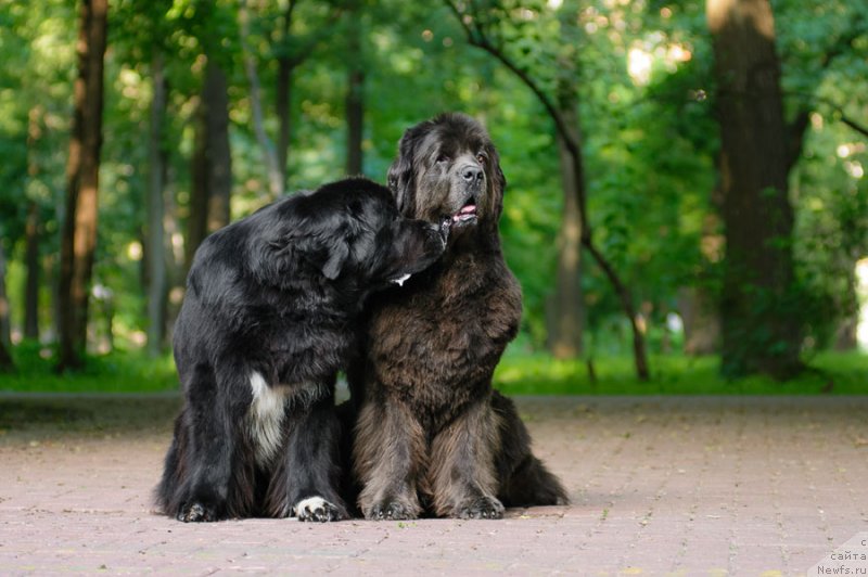 Фото: ньюфаундленд Dyurbahler Klab Al'faretta Vin'etta (Дюрбахлер Клаб Альфаретта Виньетта)