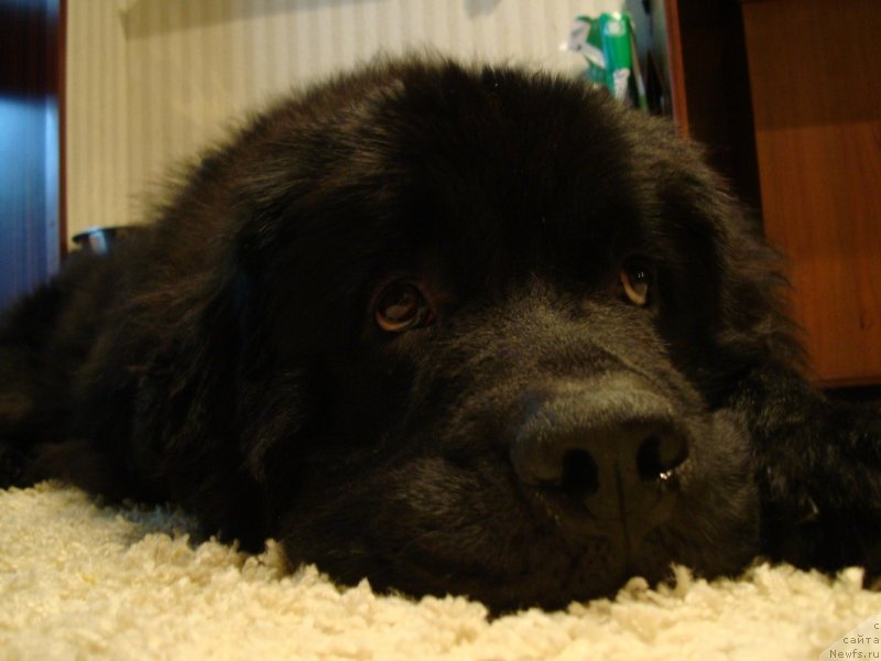 Фото: ньюфаундленд YUtub For YU (Ютуб Фор Ю)