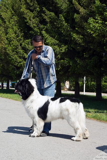 Фото: ньюфаундленд Super Bizon Baton (Супер Бизон Батон)