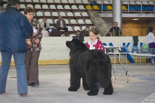 Фото: ньюфаундленд Ygan s Toyanova Gorodka (Юган с Тоянова Городка)