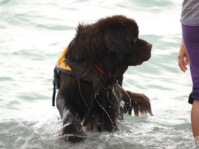 Фото: ньюфаундленд Akvatoriya Kelvin Selebreyshn (Акватория Келвин Селебрейшн)