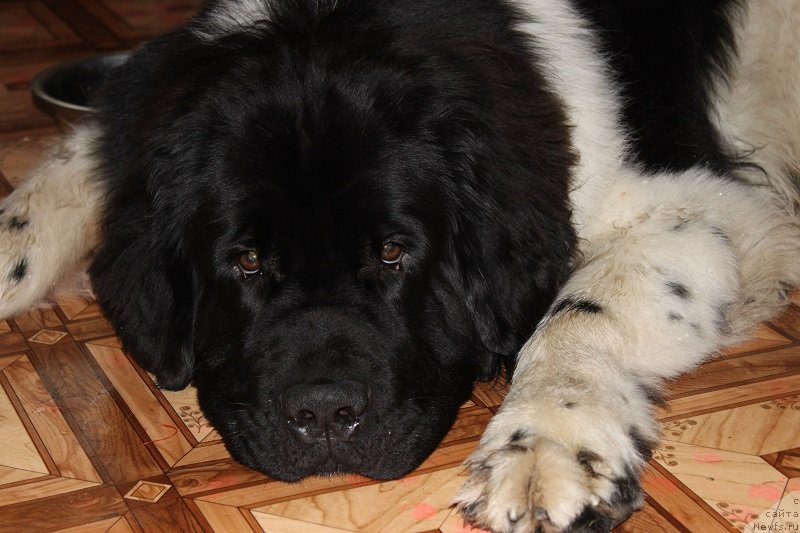 Фотография № 135135