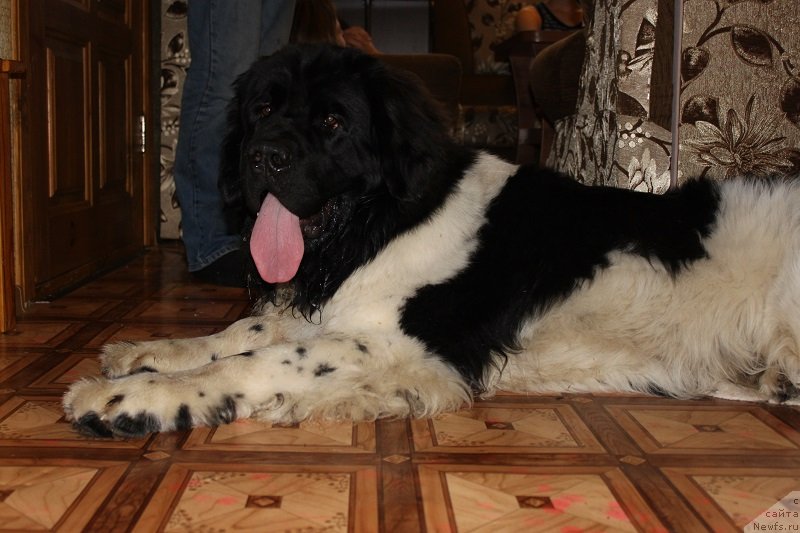 Фото: ньюфаундленд Idal'go Nepovtorimyiy (Идальго Неповторимый)