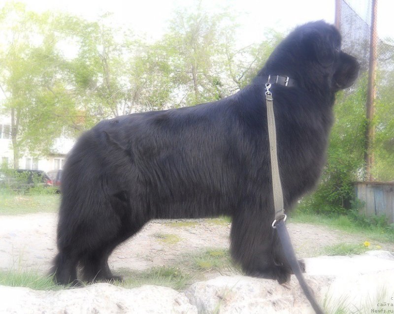 Фото: ньюфаундленд Kaliforniya iz Medvej'ego YAra (Калифорния из Медвежьего Яра)