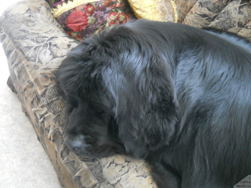 Фото: ньюфаундленд Kaliforniya iz Medvej'ego YAra (Калифорния из Медвежьего Яра)