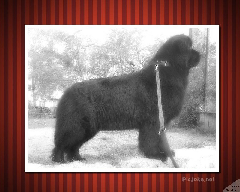 Фото: ньюфаундленд Kaliforniya iz Medvej'ego YAra (Калифорния из Медвежьего Яра)