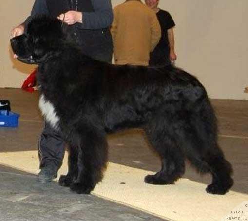 Фото: ньюфаундленд Cannon Bear's Crawling In The Dark