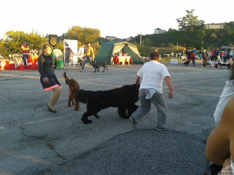 Фото: Al'bina Malinina (Альбина Малинина), ньюфаундленд Super Premium Liniel Daylirring (Супер Премиум Линиэль Дайлиррин)