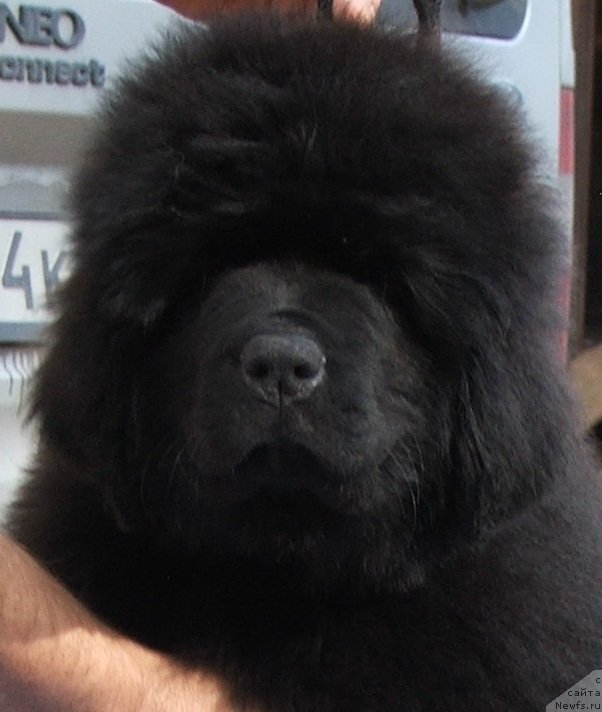 Фото: ньюфаундленд Plushevaya Panda Schokolad de Ljuks (Плюшевая Панда Шоколад де Люкс)