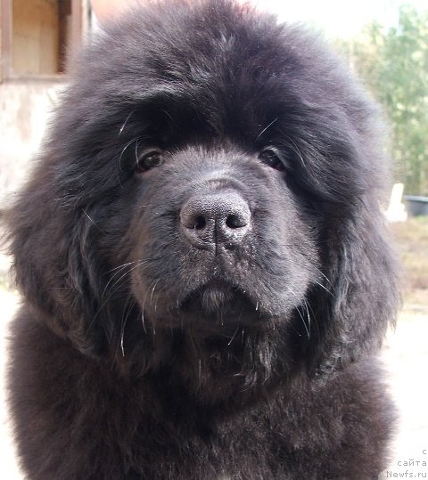 Фото: ньюфаундленд Plushevaya Panda Schakira Boginja Sveta (Плюшевая Панда Шакира Богиня Света)