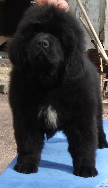 Фото: ньюфаундленд Plushevaya Panda Schakira Boginja Sveta (Плюшевая Панда Шакира Богиня Света)