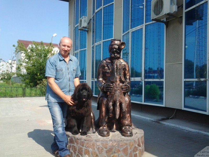 Фото: ньюфаундленд Aquatoriya Kelvin Sharliz (Акватория Келвин Шарлиз), Aleksey Votchal (Алексей Вотчал)