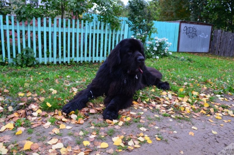 Фото: ньюфаундленд Zerro (Зерро)
