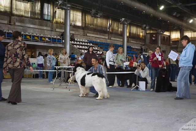 Фото: ньюфаундленд Super Bizon Baton (Супер Бизон Батон)