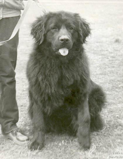 Фото: ньюфаундленд Zita Maconi (Зита Мацони)