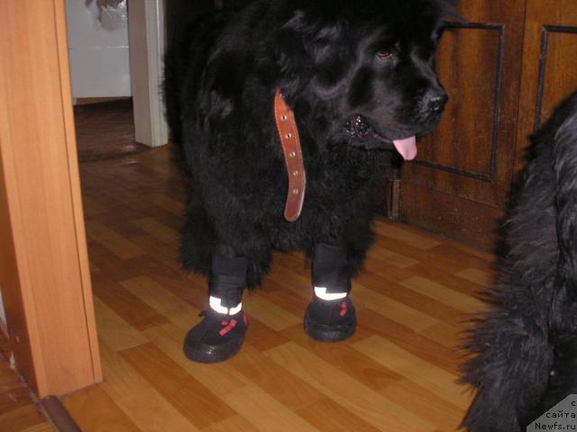 Фотография № 13520