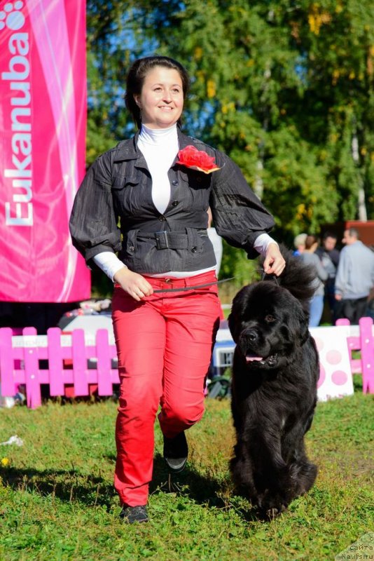 Фото: ньюфаундленд Piternyuf Mont Blanc (Питерньюф Монт Бланк)