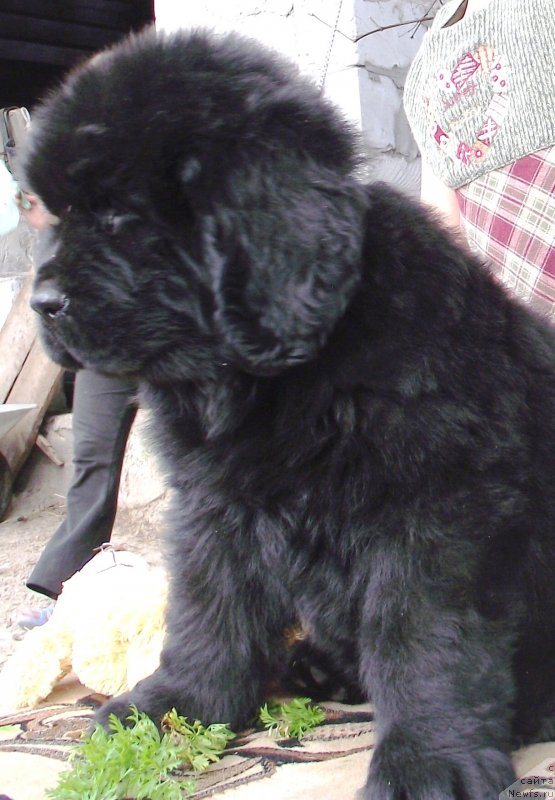 Фото: ньюфаундленд Velyke Malyatko Gandalf (Velyke Malyatko Gandalf)