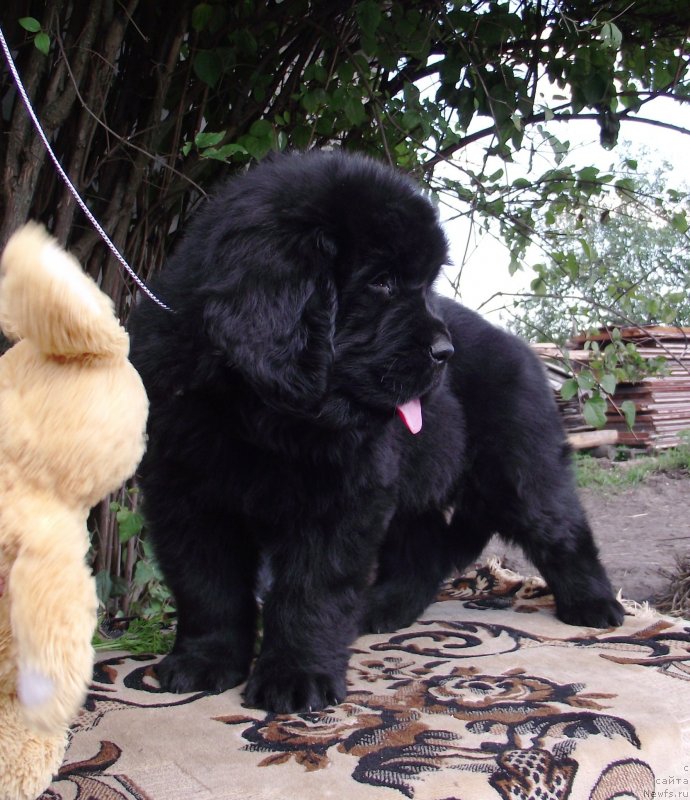 Фото: ньюфаундленд Velyke Malyatko Gandalf (Velyke Malyatko Gandalf)
