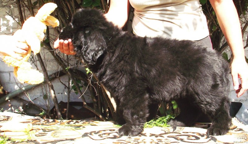 Фото: ньюфаундленд Velyke Malyatko Gandalf (Velyke Malyatko Gandalf)