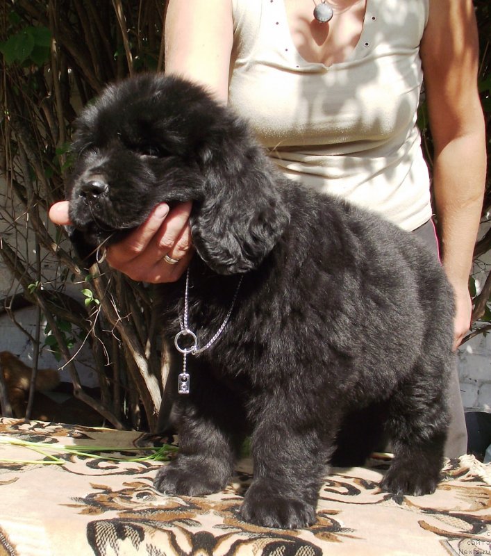 Фото: ньюфаундленд Velyke Malyatko Gandalf (Velyke Malyatko Gandalf)
