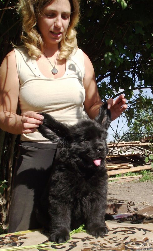 Фото: ньюфаундленд Velyke Malyatko Gandalf (Velyke Malyatko Gandalf)