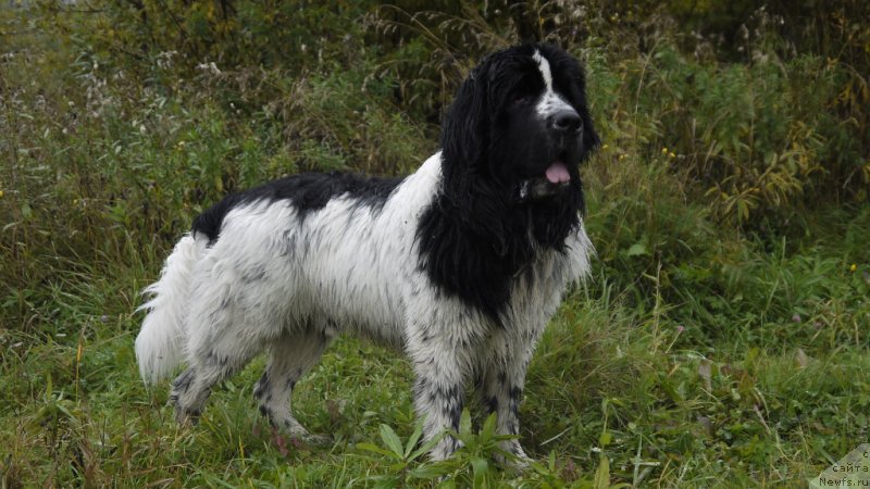 Фотография № 135227