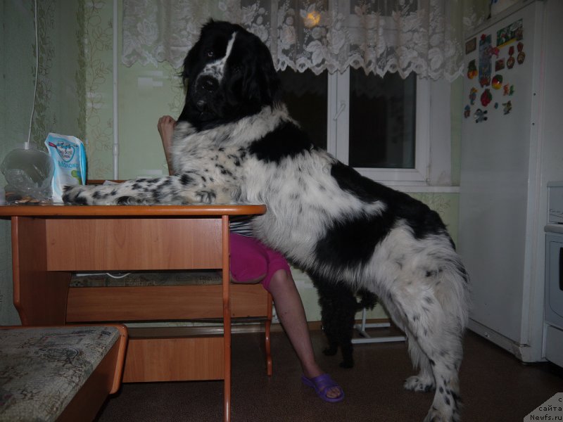 Фотография № 135228