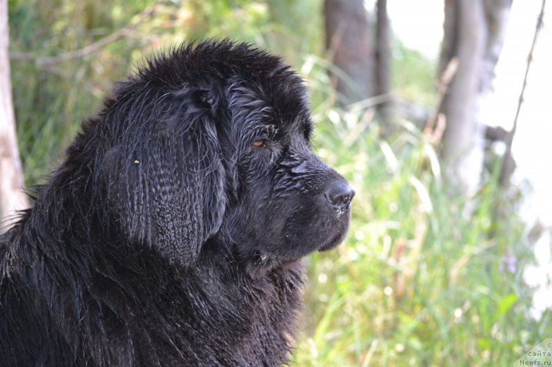 Фото: ньюфаундленд Nefertiti Krasavica Gryadet (Нефертити Красавица Грядет)