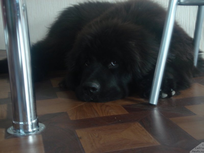 Фото: ньюфаундленд Aquatoriya Kelvin Schedrost Fortuny (Акватория Келвин Щедрость Фортуны)