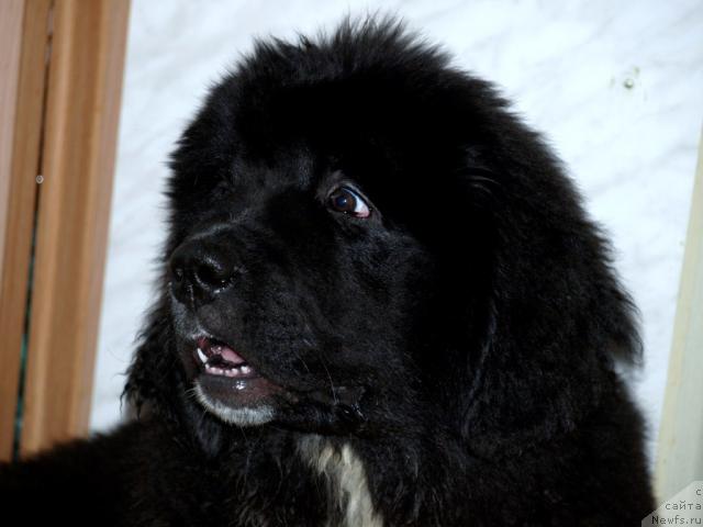 Фото: ньюфаундленд Piternyuf Zhit' Horosho (Питерньюф Жить Хорошо)