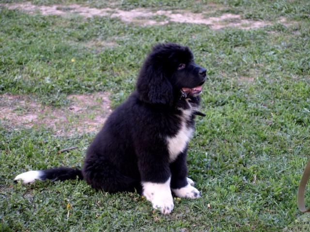 Фото: ньюфаундленд Piternyuf Zhit' Horosho (Питерньюф Жить Хорошо)