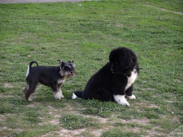 Фото: ньюфаундленд Piternyuf Zhit' Horosho (Питерньюф Жить Хорошо)