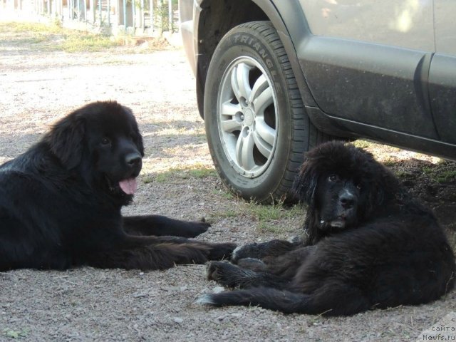 Фото: ньюфаундленд Bi Perfekt Arabella (Би Перфект Арабелла), ньюфаундленд Beatris Blagoslavlyonnaya Na Schast'e (Беатрис Благославлённая На Счастье)