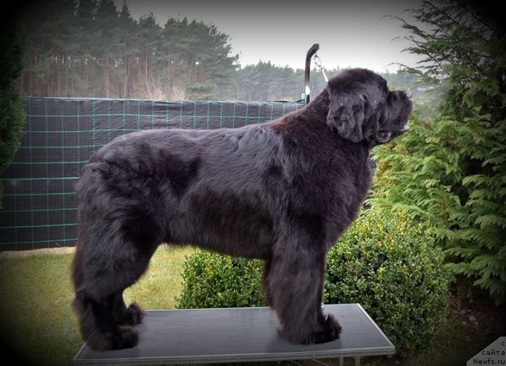 Фото: ньюфаундленд Midnight Lady's Scream at Mississippi-Missouri