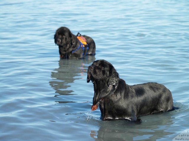 Фото: ньюфаундленд Allegro Assai Luna (Аллегро Ассаи Луна)