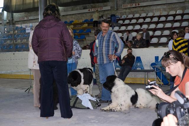 Фото: ньюфаундленд Vesnushka na Shastie (Веснушка на Счастье), ньюфаундленд Super Bizon Baton (Супер Бизон Батон)