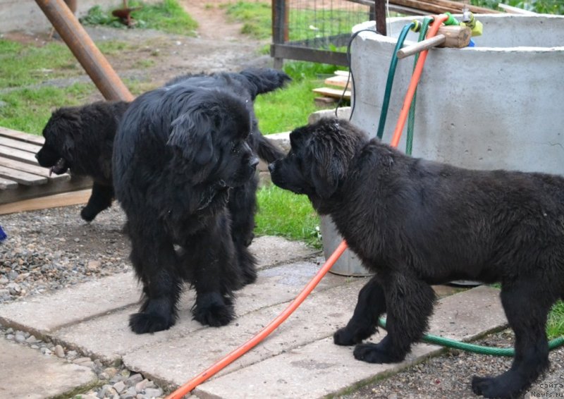 Фото: ньюфаундленд Ih Vyisochestvo Vladlena Madjiks (Их Высочество Владлена Маджикс), ньюфаундленд Vanilla Koka-Kola (Ванилла Кока-Кола), ньюфаундленд Vaviloniya Best (Вавилония Бест)
