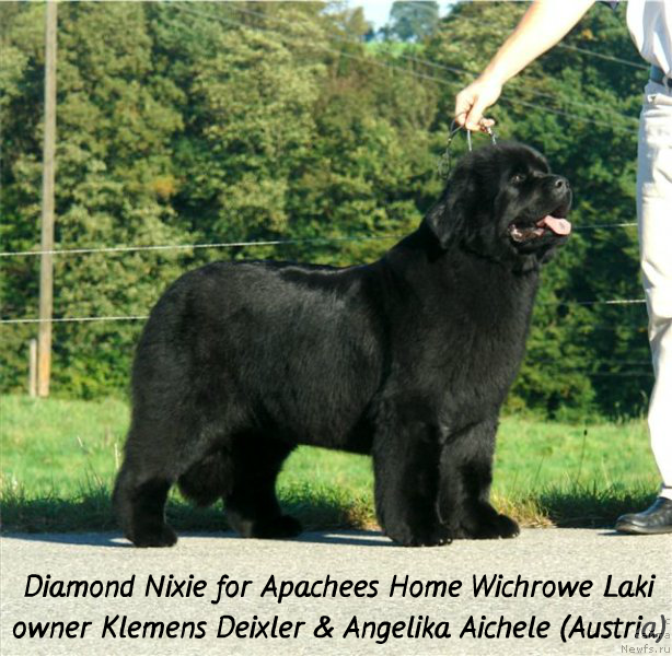 Фото: ньюфаундленд Diamond Nixie for Apachees Home Wichrowe Laki