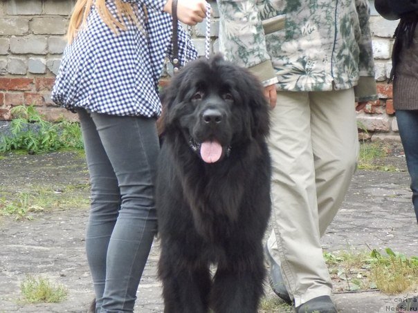 Фото: Alena Bubnova (Алена Бубнова), ньюфаундленд Potap Olan (Потап Олан)