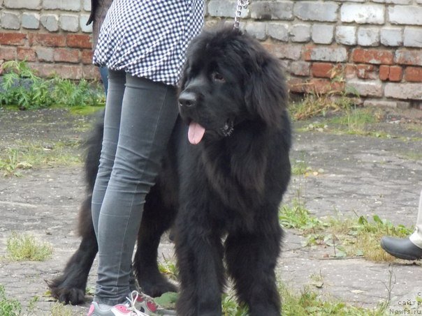 Фото: Alena Bubnova (Алена Бубнова), ньюфаундленд Potap Olan (Потап Олан)