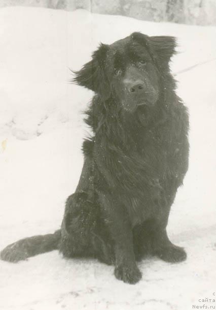 Фото: ньюфаундленд Ikar Maconi (Икар Мацони)