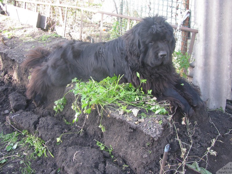 Фотография № 135324