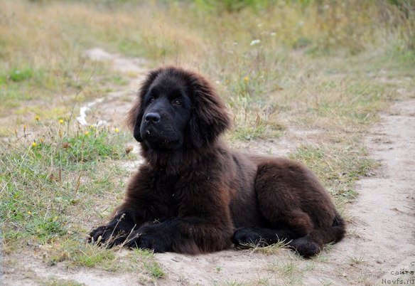 Фото: ньюфаундленд Val'kiriya Sigryun (Валькирия Сигрюн)